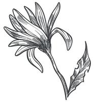 flor de camomila no caule com folha e floração vetor