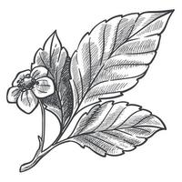 planta de arbusto de morango com esboço de folha e flor vetor