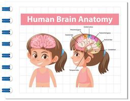 pôster de informações do diagrama do cérebro humano vetor