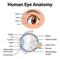 diagrama da anatomia do olho humano com etiqueta vetor