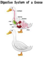 anatomia interna de um ganso com etiqueta vetor