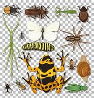 conjunto de diferentes insetos vetor