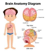 pôster de informações do diagrama do cérebro humano vetor