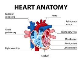 cartaz de informações do diagrama do coração humano vetor
