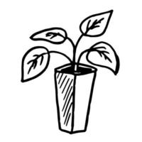 plantas de casa em vasos em vasos com flores. doodle style.botanical ilustração. vetor