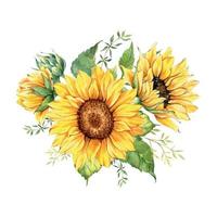 buquê de girassóis em aquarela, buquês de girassóis pintados à mão com vegetação, arranjo de flores de girassol. elementos de clipart de convite de casamento. aquarela floral. desenho botânico. fundo branco. vetor