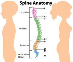 anatomia da coluna humana em fundo branco vetor