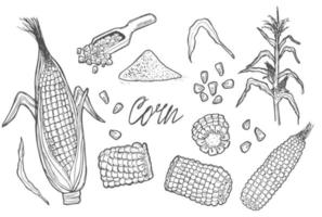 espigas de milho rabiscadas, grãos, farinha de milho, ilustração de esboço de vetor de sementes de milho. planta de milho, elementos isolados desenhados à mão.