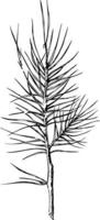 ramo de pinho botânico desenhado à mão vetorial. ótimo para cartões, fundos, decoração de férias vetor