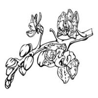 flores de orquídea de tinta vetorial desenhadas à mão, caules, folhas, contorno monocromático e detalhado. composição com ramos. isolado no fundo branco. design para arte de parede, casamento, impressão, tatuagem, capa, cartão. vetor