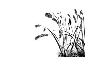 imagem de uma cana de silhueta ou junco em uma imagem branca background.monochrome. vetor