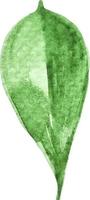 folha verde castanha aquarela clipart botânico isolado vetor