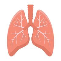 pulmões isolados no fundo branco. vetor