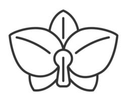 vetor de ícone de orquídea em estilo de estrutura de tópicos. flor tropical é mostrada. casamento, eco, logotipo floral