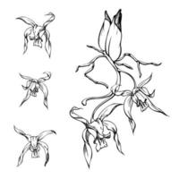 flores de orquídea de tinta vetorial desenhadas à mão, caules, folhas, contorno monocromático e detalhado. composição com ramos. isolado no fundo branco. design para arte de parede, casamento, impressão, tatuagem, capa, cartão. vetor