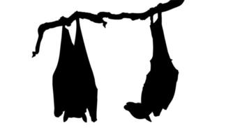 morcego dormindo na silhueta da árvore do galho para pôster de halloween, ilustração de arte, filme de terror ou pôster de filme para elemento de design gráfico. ilustração vetorial vetor