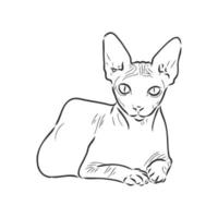 desenho vetorial de gato vetor