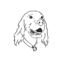 desenho vetorial de setter de cachorro vetor