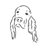 desenho vetorial de setter de cachorro vetor
