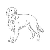 desenho vetorial de setter de cachorro vetor