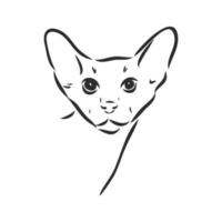 desenho vetorial de gato vetor