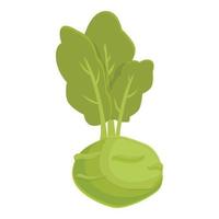 vetor de desenhos animados de ícone de couve-rábano de jardim. comida saudável