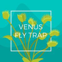 Ilustração plana do vetor da armadilha da mosca de Venus