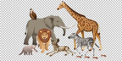 grupo de animal selvagem africano em fundo transparente vetor