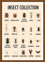 conjunto de coleção de insetos em moldura de madeira vetor