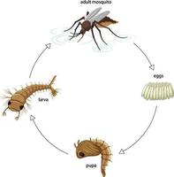 diagrama mostrando o ciclo de vida do mosquito em fundo branco vetor