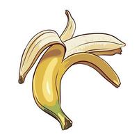 banana aberta madura desenhada isolada no fundo branco, ilustração vetorial vetor