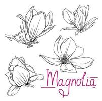 flores e ramos monocromáticos de magnólia desenhados à mão. contorno de magnólia, ilustração em vetor preto e branco de flores e ramos de magnólia