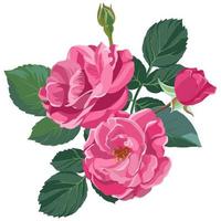 rosas cor de rosa em flor, vetor de flor florescente