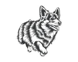 silhueta de ilustração vetorial de cachorro corgi cardigan para camiseta, logotipo, emblemas em fundo branco vetor