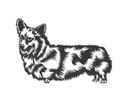 silhueta de ilustração vetorial de cachorro corgi cardigan para camiseta, logotipo, emblemas em fundo branco vetor