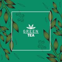 pôster de letras de chá verde com folhas em moldura quadrada vetor