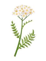 ilustração em vetor milefólio flor, nome científico achillea millefolium, isolado no fundo branco.