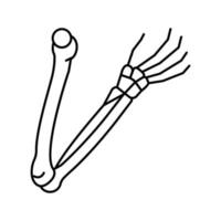 ilustração vetorial de ícone de linha de osso de braços vetor