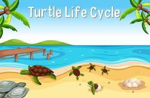 muitas tartarugas na praia com a fonte do ciclo de vida das tartarugas vetor