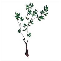 aguarela mão desenhado esboço ilustração do jovem árvore com Sombrio verde folhas, isolado em branco vetor