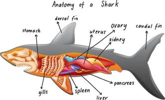 anatomia de um tubarão vetor