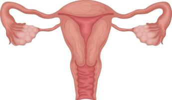 útero. fêmea genitália. anatômico representação do uma mulher s reprodutivo sistema. humano interno órgãos. vetor ilustração isolado em uma branco fundo