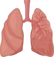 humano pulmões. a anatomia do humano pulmões. a interno órgão do uma pessoa. vetor ilustração isolado em uma branco fundo