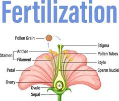 diagrama mostrando a fertilização em flor vetor