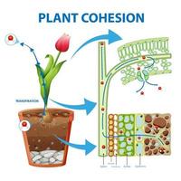 diagrama mostrando o movimento da água nas plantas vetor