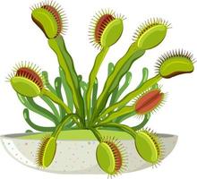 planta carnívora de venus flytrap e inseto vetor