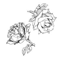 rosa desenhada à mão. ilustração vetorial. estilo de tatuagem vintage rosa. esboço de motivo de flor para design. ilustração de tinta isolada. vetor