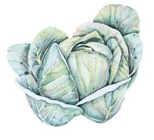 ilustração em aquarela de vegetais folhosos repolho.garden plantas.saudável food.salad ingrediente.verde, matérias-primas para cozinhar. vetor