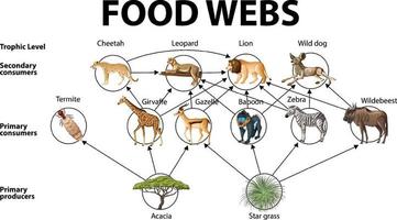 pôster educacional de biologia para diagrama de teias alimentares