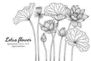 flores de lótus e folhas desenhadas à mão ilustração botânica com arte de linha em fundo branco. vetor
